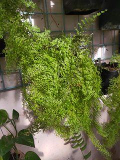 Rare plant fern