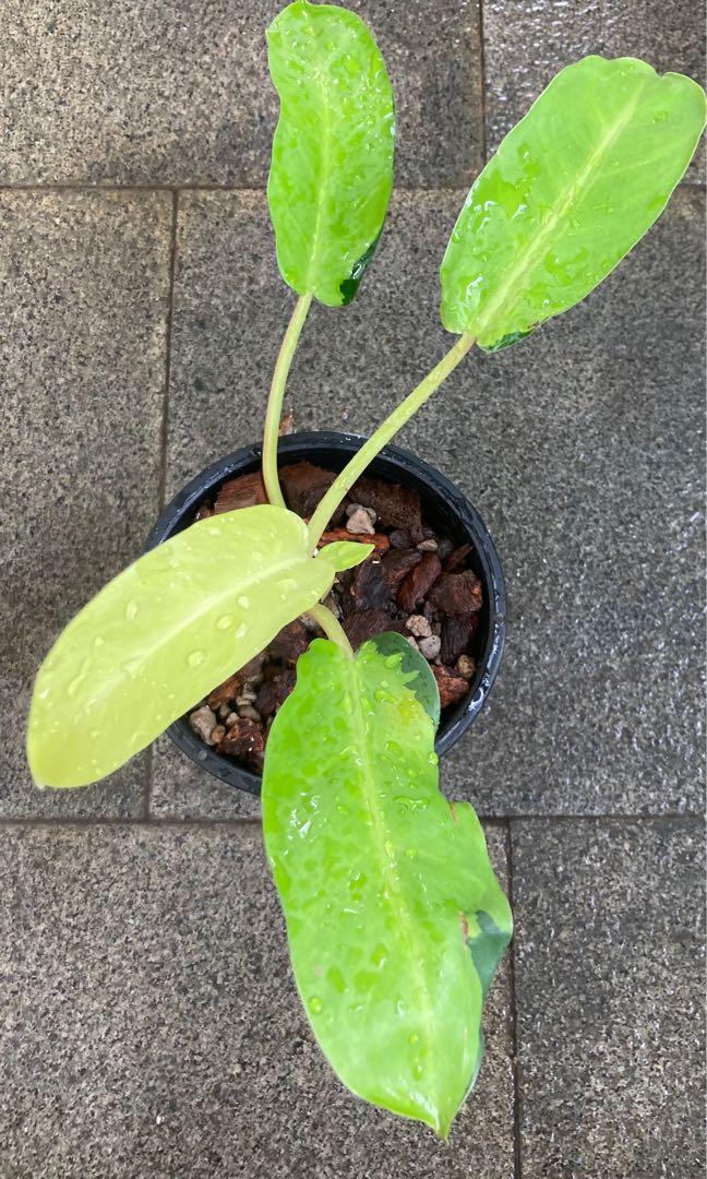Sunnysideup Philodendron Thai Sunrise M Home Furniture Gardening On Carousell