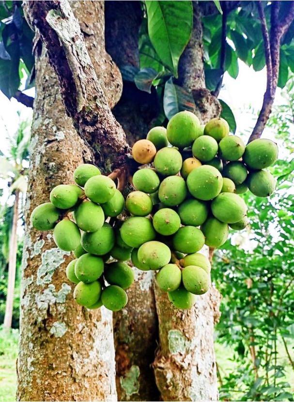 Sweet Lanzones (in 3 weeks) (Category: Looking For) located in Quezon City. Submitted by thequaintshop (Listing ID 1033009352, Image 1). Description: Lanzones Duco. Retail Price of 130php/kilo Volume Sale has a lower price. Resellers are welcome. .