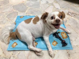 (Category: ) located in . Submitted by petcuddlesg (Listing ID 1032921250, Image 1). Description: .