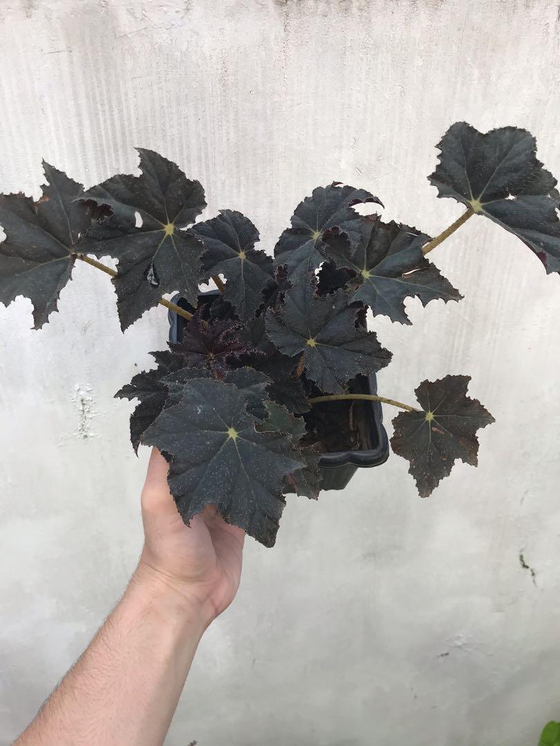 Black Velvet Begonia Betlehem Star Furniture Home Living Gardening Plants Seeds On Carousell