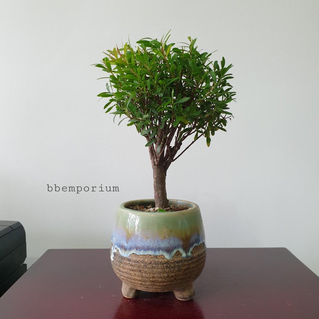 Buxus Bonsai Tree (IX19), Gardening, Plants on Carousell Buxus Bonsai Tree (IX19), Gardening, Plants on Carousell