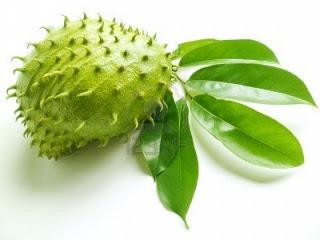 Daun Durian Belanda Kering Fresh Home Furniture Gardening On Carousell
