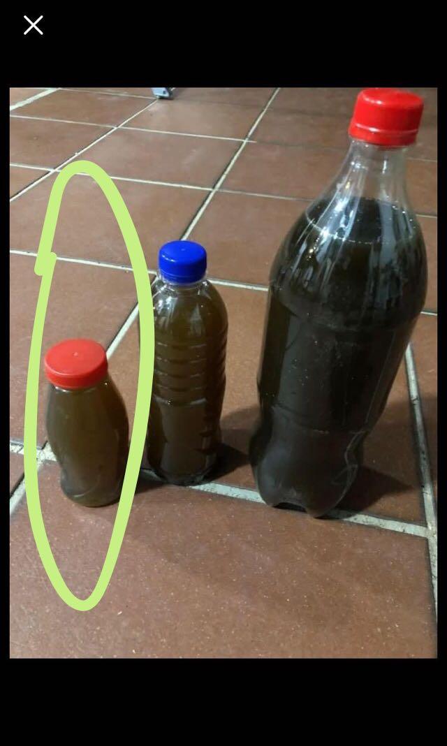 Fertilizer+Carnation plants, Furniture & Home Living, Gardening, Plants