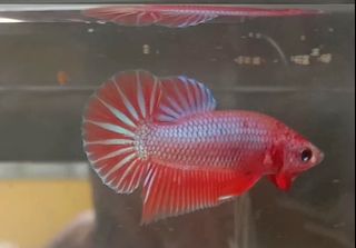 Cupang Hmpk Plakat Halfmoon Perlengkapan Hewan Aksesoris Hewan Di Carousell