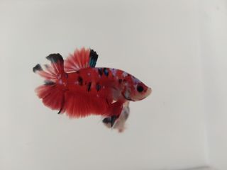 Ikan Cupang Cantik Halfmoon Serba Serbi Others Di Carousell