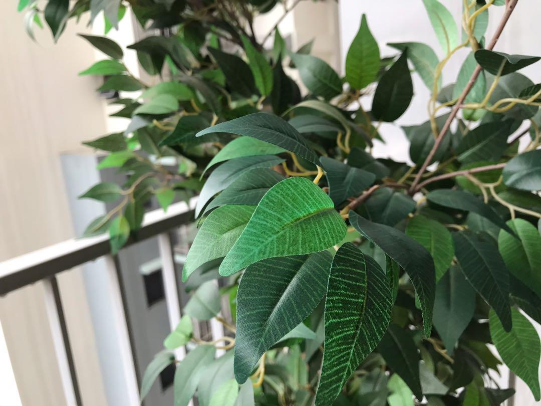 IKEA FEJKA 170cm Weeping Fig Plant, Furniture & Home Living, Home Decor