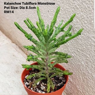 (Category: ) located in . Submitted by succulent.yinn (Listing ID 1033234849, Image 1). Description: .