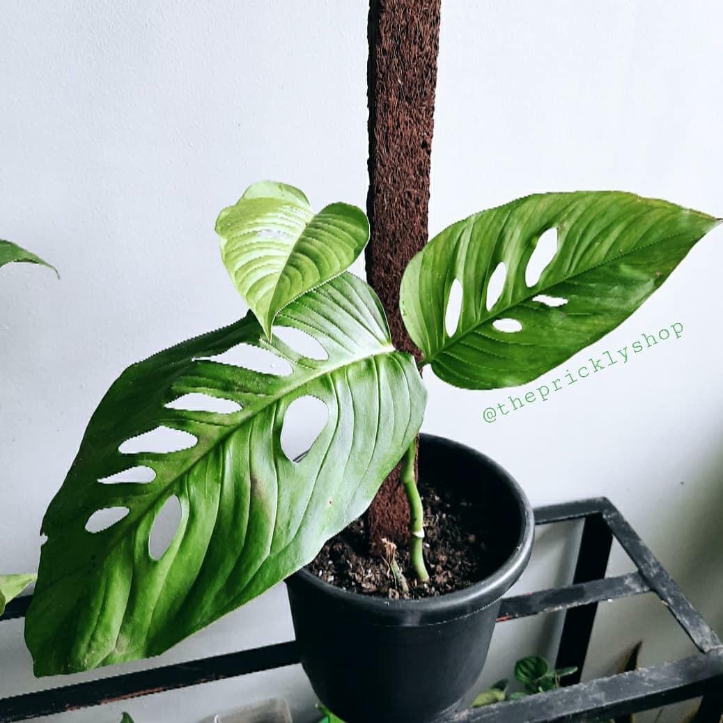 Monstera Laniata With Pot And Pole Gardening Flowers Plants On Carousell