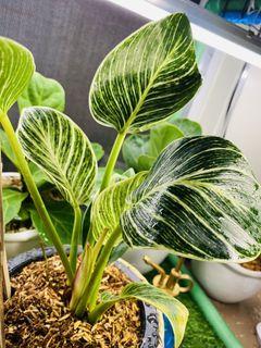 Philodendron Plants Flowers Plants Carousell Philippines