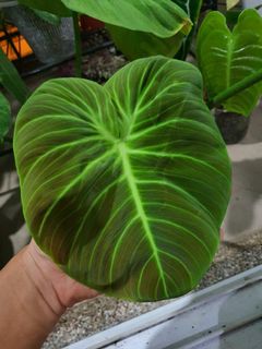 Philodendron Atababoense Gardening Plants On Carousell
