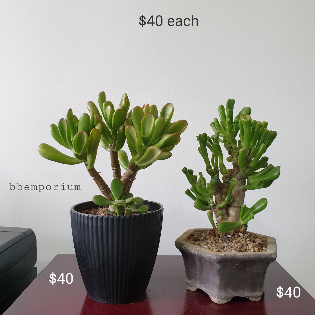 ‘Shrek’s Ears’ Jade Plant, Gardening, Plants on Carousell