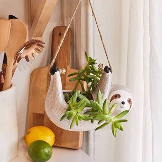 (Category: ) located in . Submitted by crazyplantlovers (Listing ID 1033215748, Image 1). Description: .