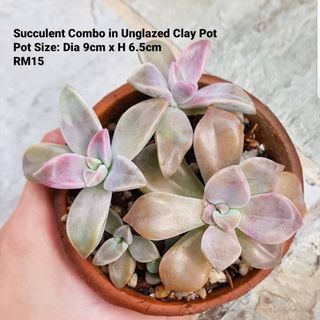 (Category: ) located in . Submitted by succulent.yinn (Listing ID 1033240688, Image 1). Description: .