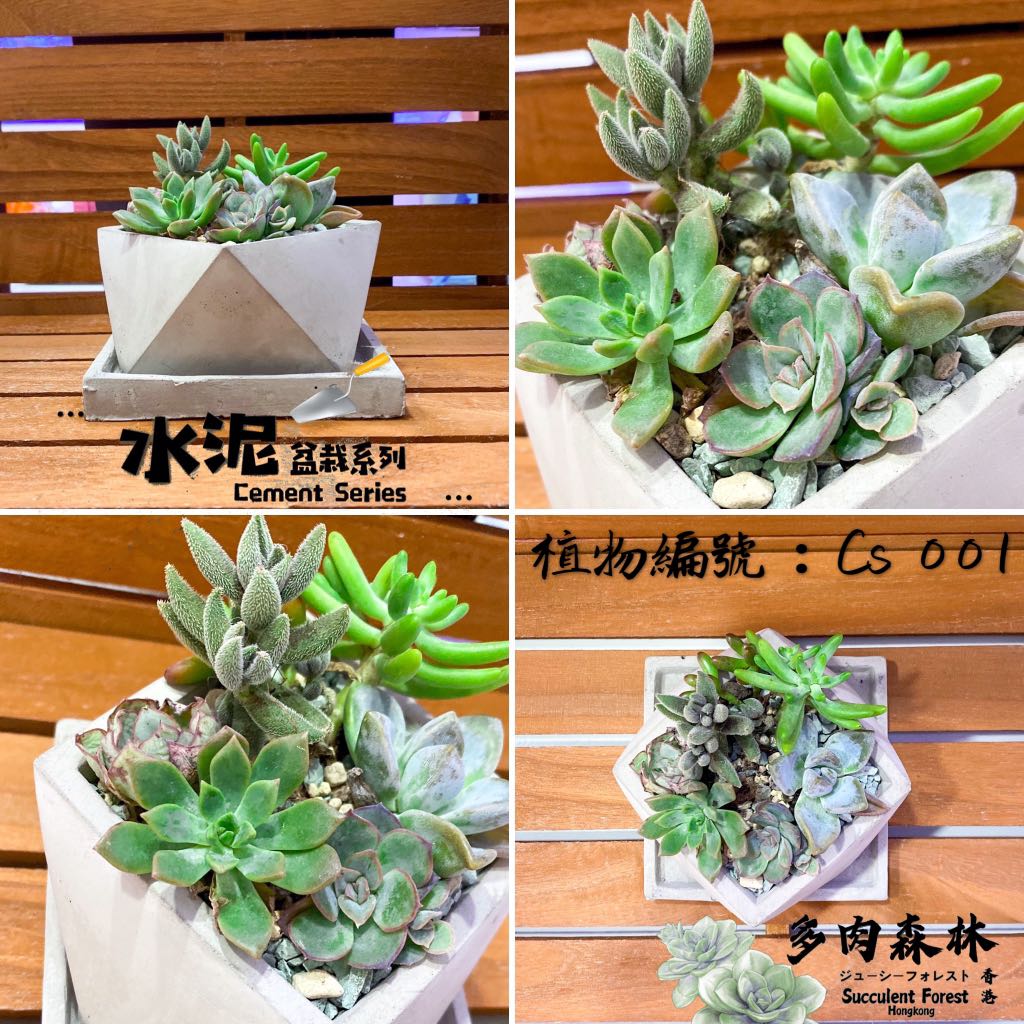 多肉植物 水泥盤景 傢俬 家居 園藝 盆栽 Carousell