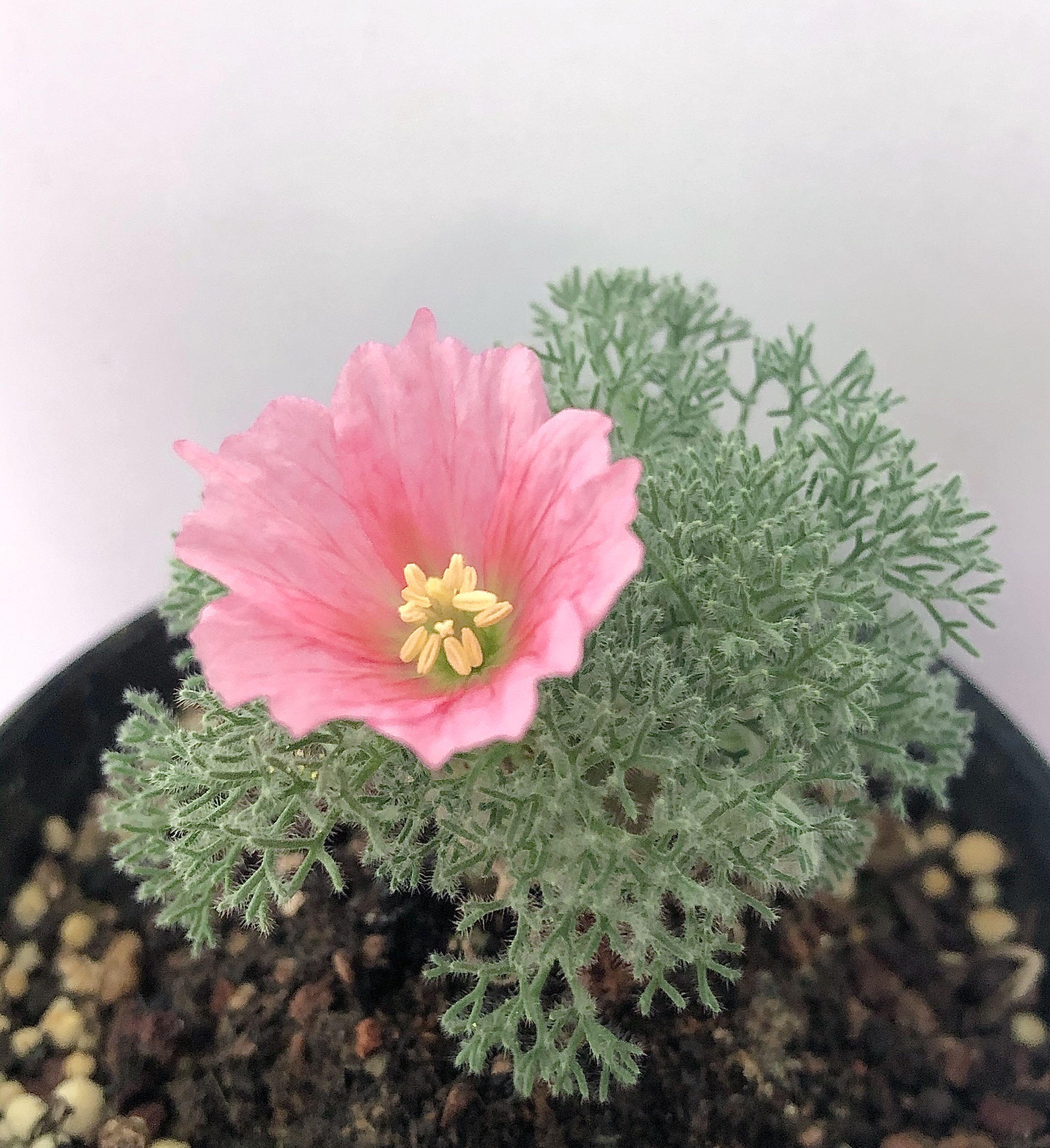 白皮月界塊根植物 傢俬 家居 園藝 植物及種子 Carousell