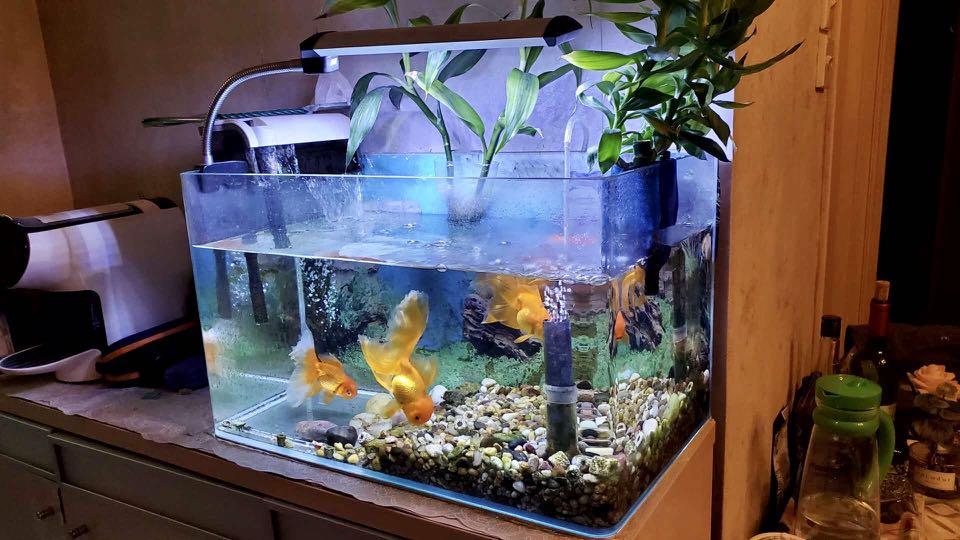 搬屋急放 全套玻璃魚缸連器材 包活體金魚 寵物用品 寵物飾物 Carousell