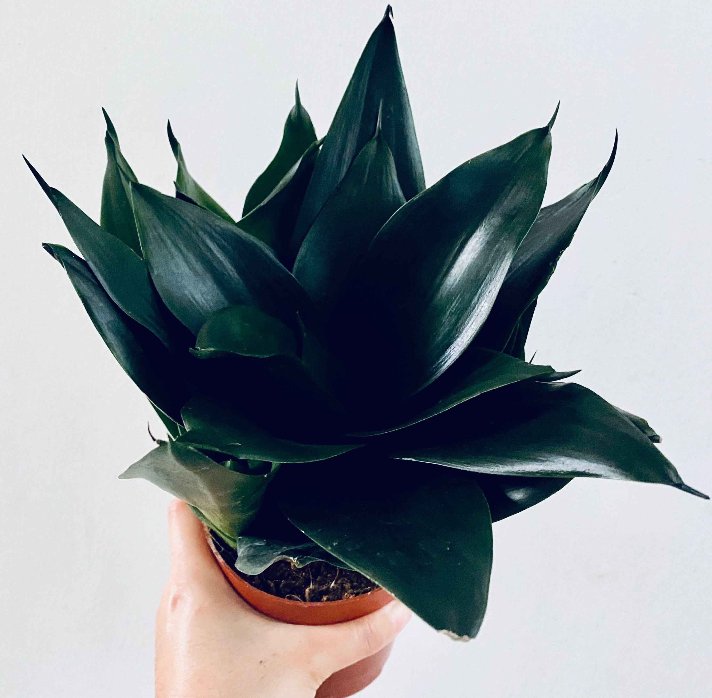 Black Dragon Snake Plant 1 Furniture Home Living Gardening Plants Seeds On Carousell