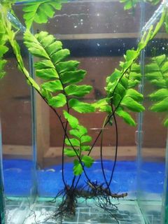 (Category: ) located in . Submitted by yasambetta (Listing ID 1033421004, Image 1). Description: .