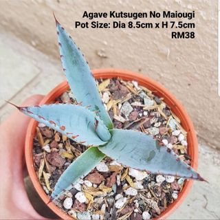 (Category: ) located in . Submitted by succulent.yinn (Listing ID 1033470616, Image 1). Description: .