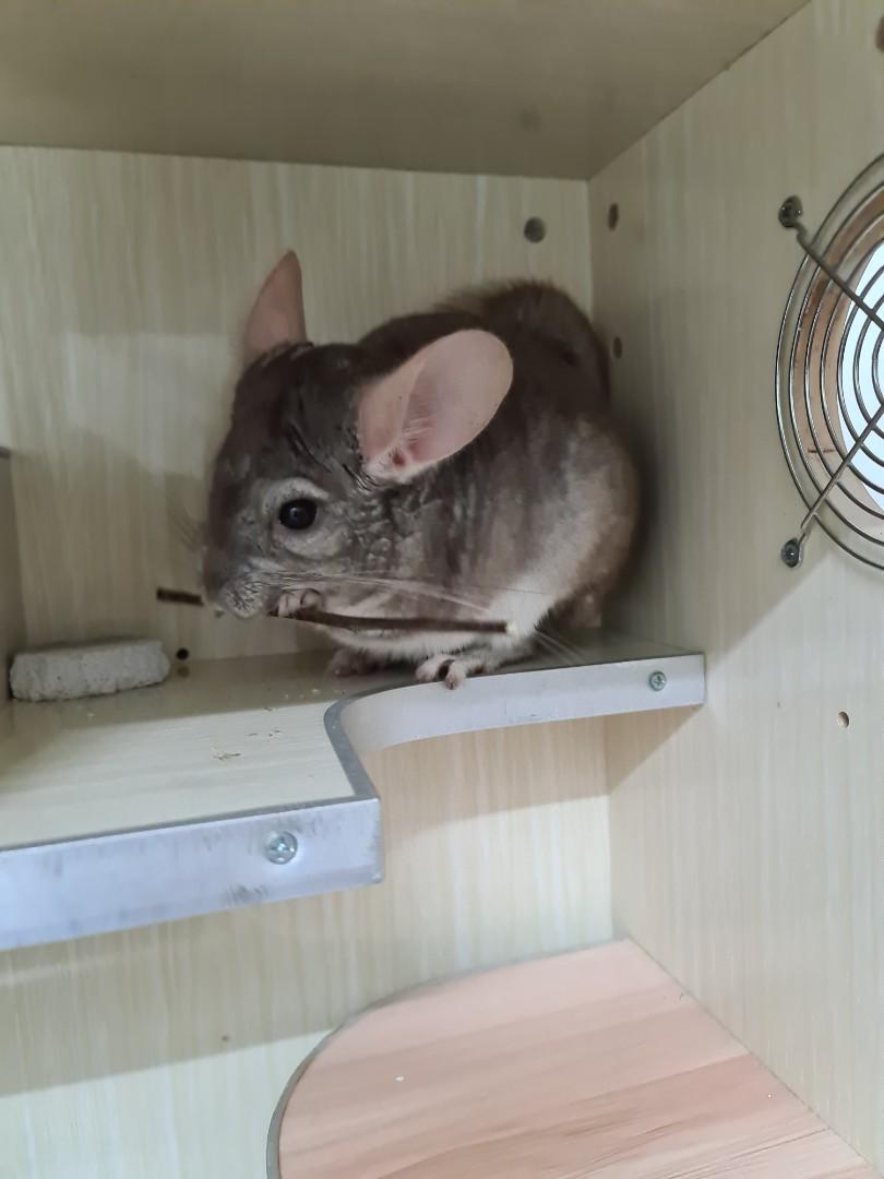Preloved chinchilla sales
