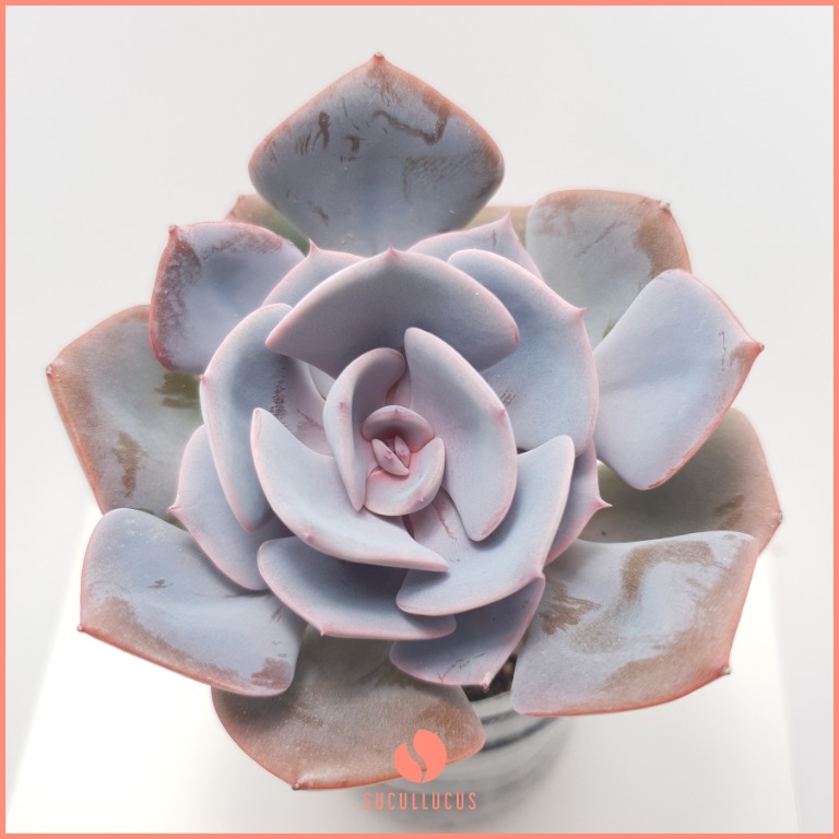 Echeveria Dusty Rose Succulent Furniture Home Living Gardening Plants Seeds On Carousell