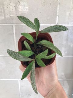 （分類：）位於 。 由 ryk365 提交（商品編號 1033556001，圖片 1）。簡介： 。