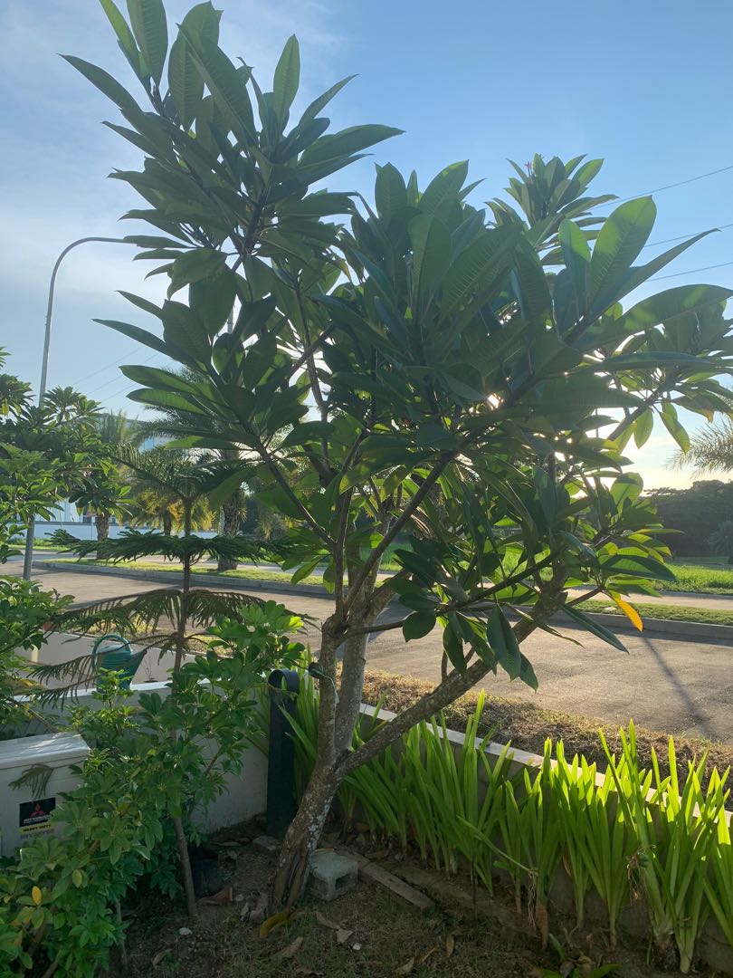 Kalachuchi tree 10 feet, Gardening, Flowers & Plants on Carousell