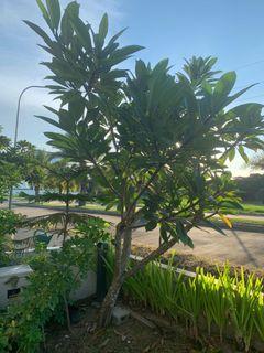 Kalachuchi Tree Flowers Plants Carousell Philippines