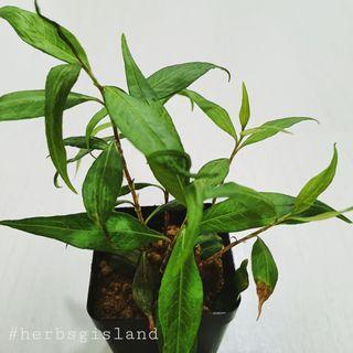 Laksa Leaf Gardening Carousell Singapore