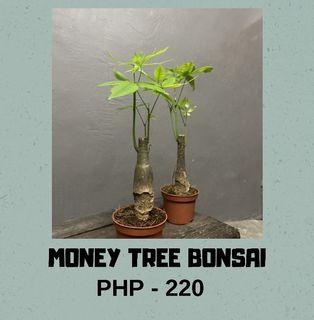 Bonsai Tree Artwork Carousell Philippines