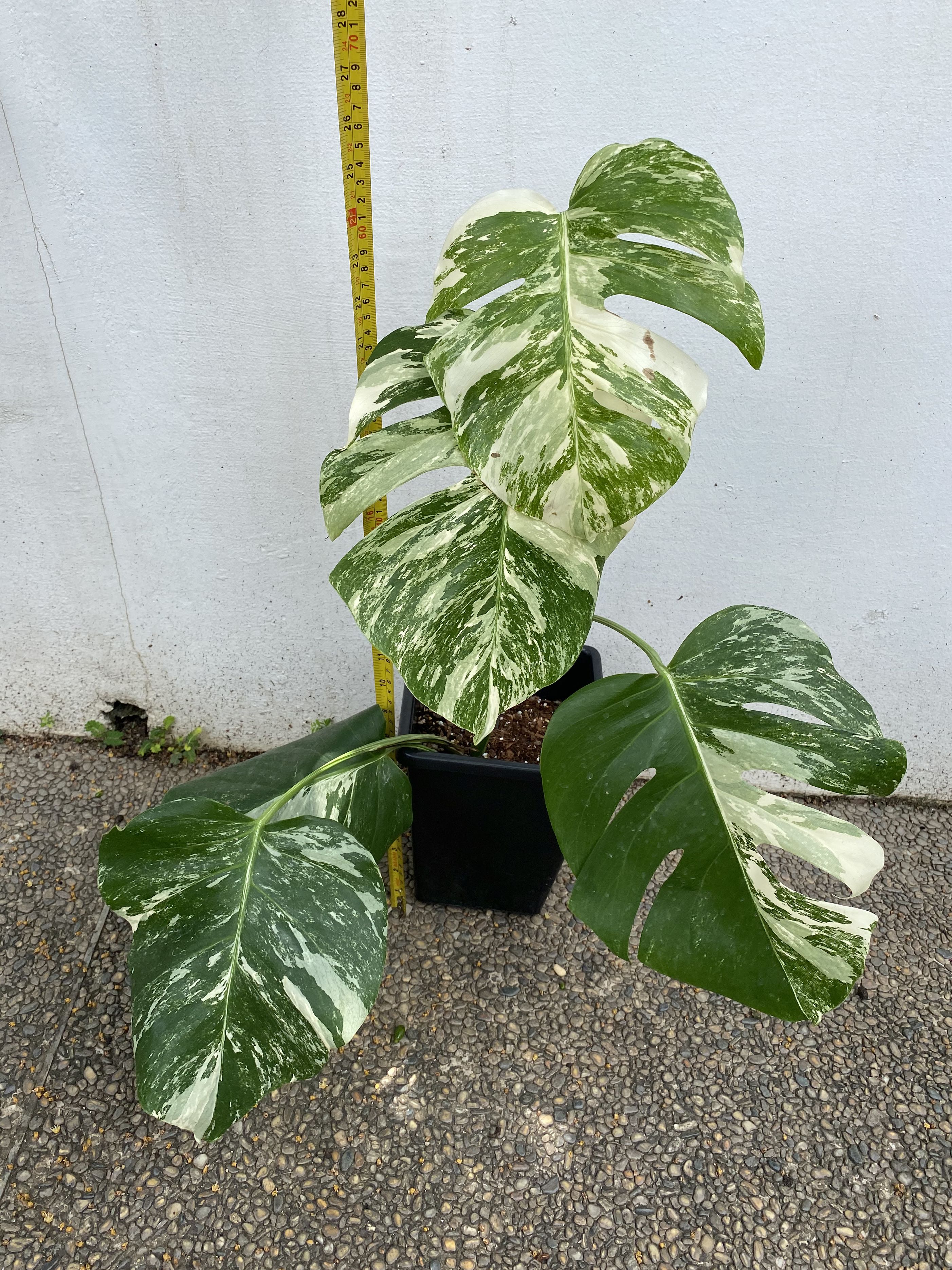 Monstera Albo Borsigiana Japan Gardening Plants On Carousell