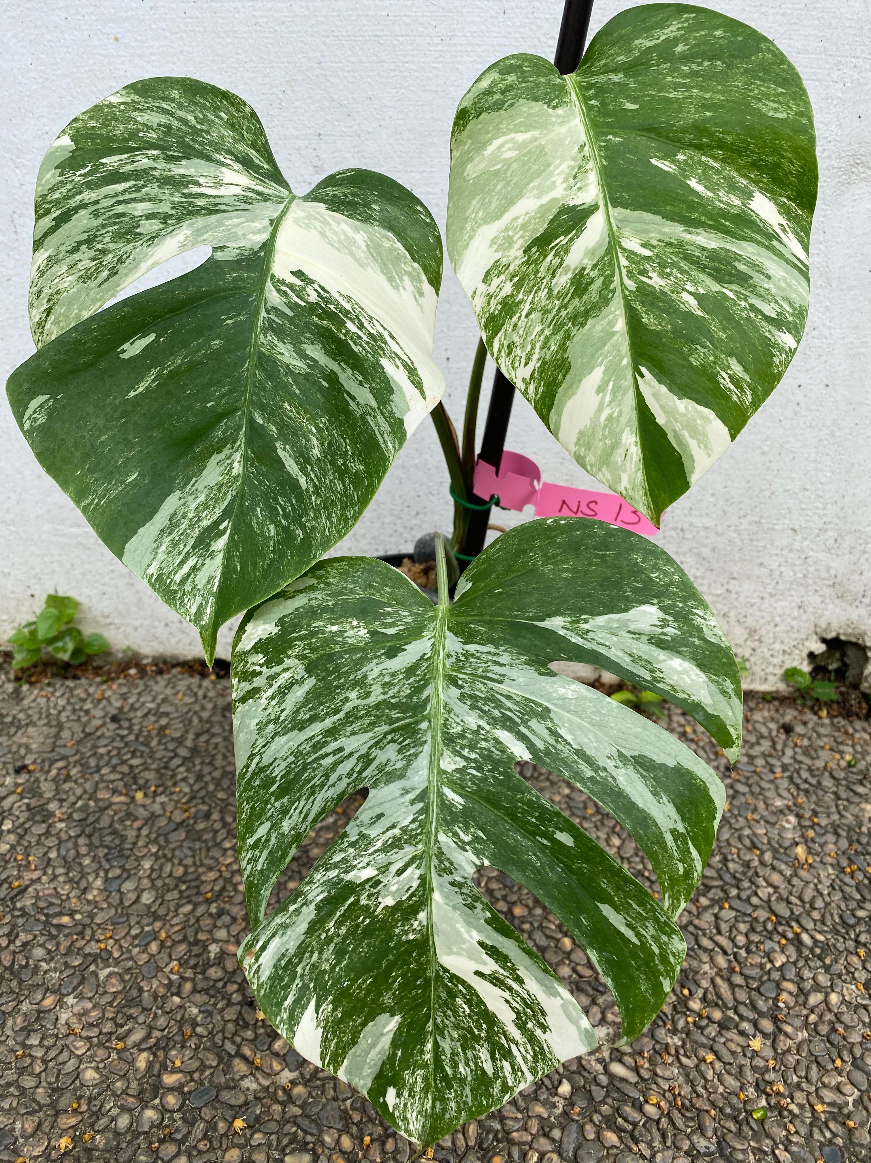 Monstera Albo Borsigiana Japan Gardening Plants On Carousell