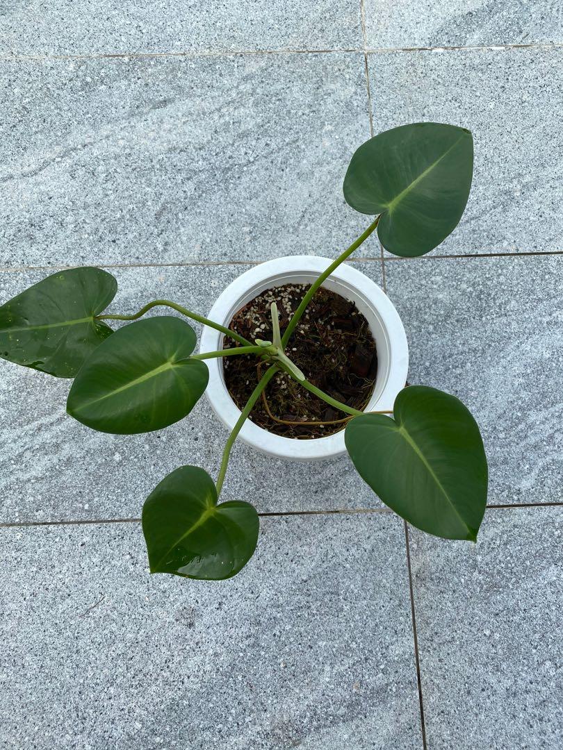 Philodendron Corcovanda Furniture Home Living Gardening Plants Seeds On Carousell