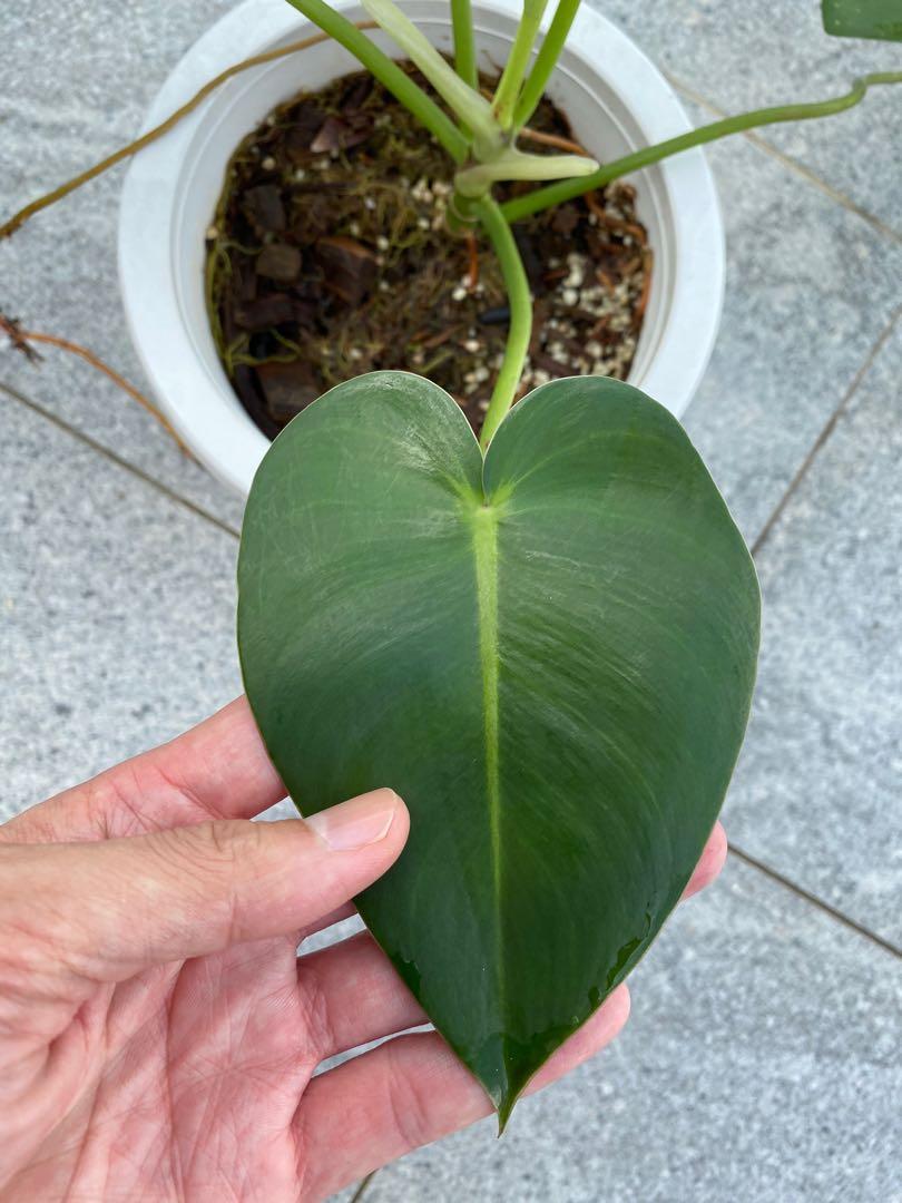 Philodendron Corcovanda Furniture Home Living Gardening Plants Seeds On Carousell