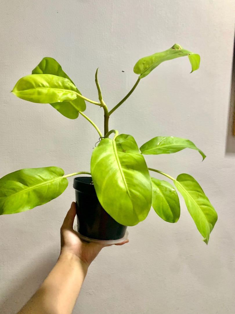 Philodendron Lemon Lime Gardening Flowers Plants On Carousell