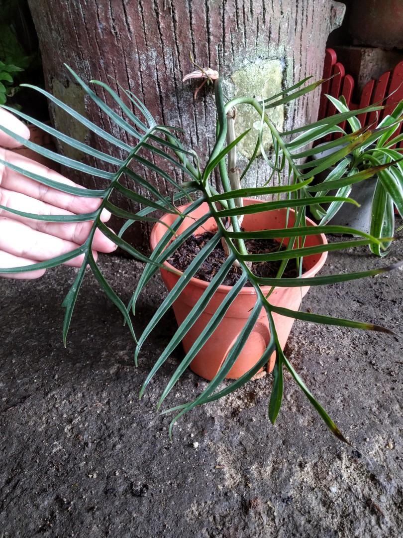 Philodendron Tortum Home Furniture Gardening On Carousell