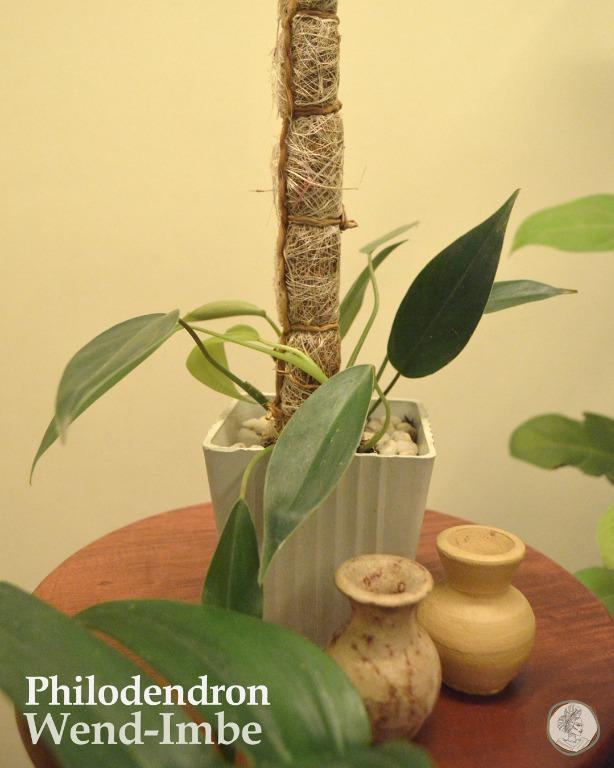 Philodendron Wend Imbe With Grow Pole Gardening Flowers Plants On Carousell