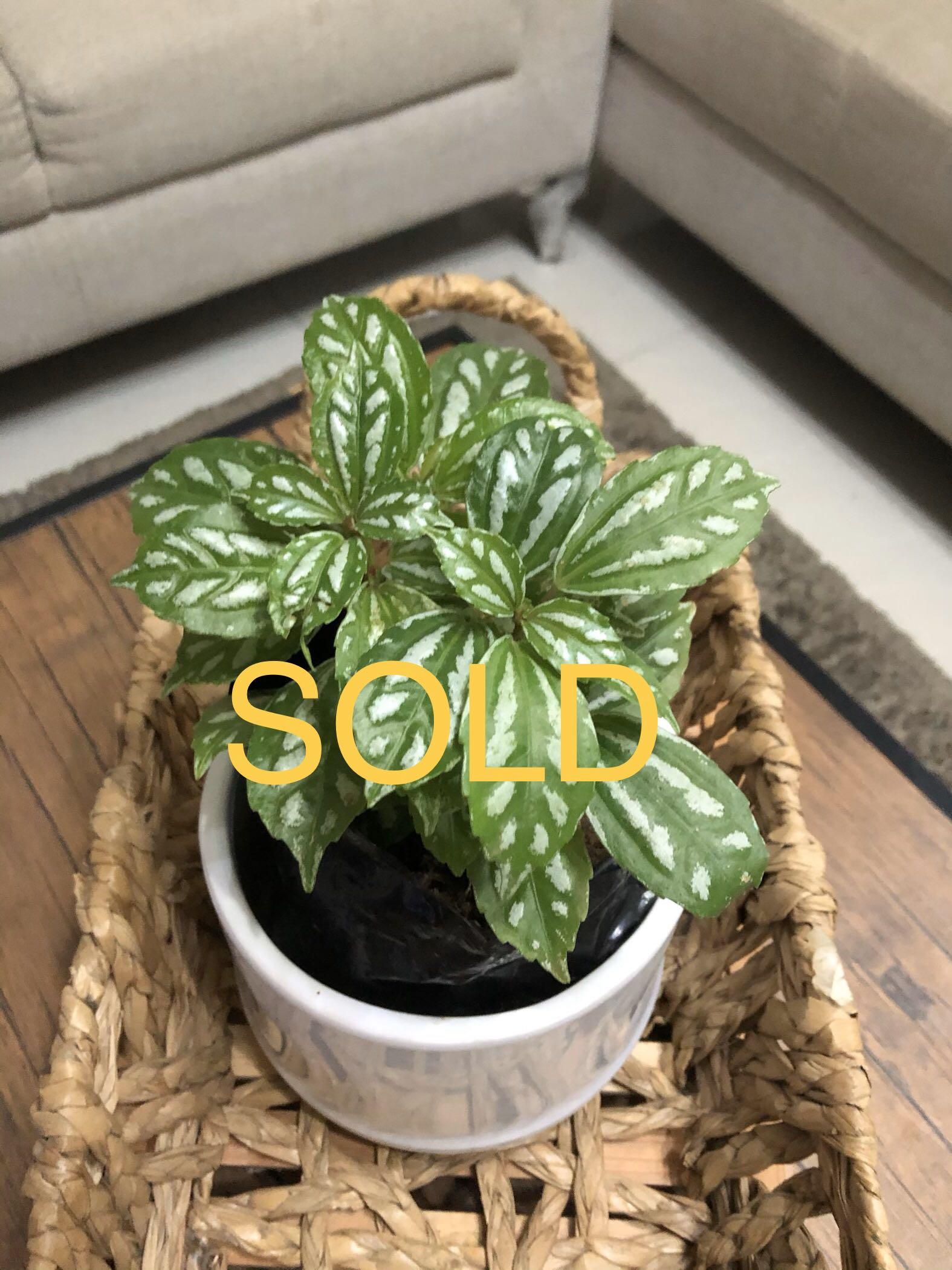Silver Watermelon Pilea Aluminum Plant Gardening Flowers Plants On Carousell