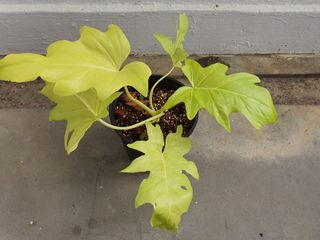 Philodendron Warscewiczii Narrow Form Gardening Plants On Carousell