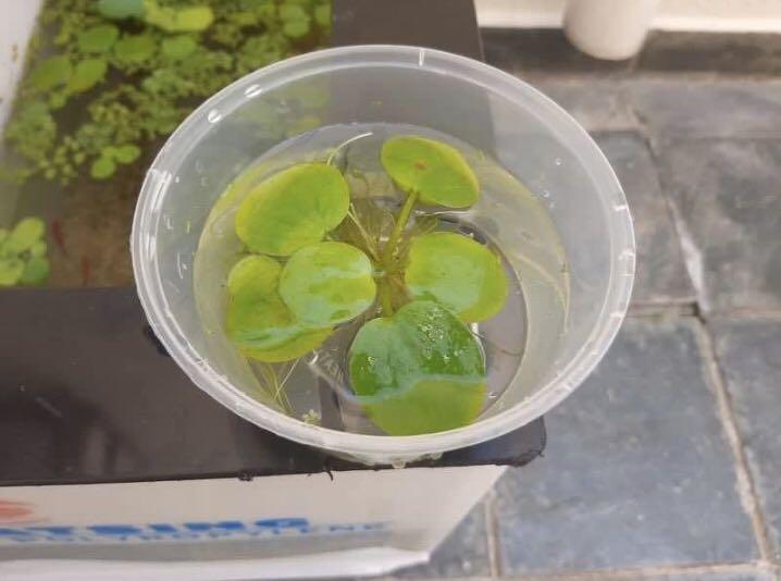 Amazon frogbit (Category: Garden Soil & Fertilisers) located in Singapore. Submitted by stookshop (Listing ID 1033636192, Image 1). Description: -$1/bowl -Feel free to mix with other water plants in my listing! . Floating water plants .