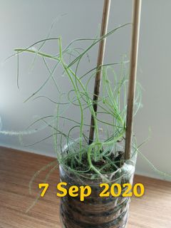 (Category: ) located in . Submitted by smallplantsforsale (Listing ID 1031652094, Image 1). Description: .