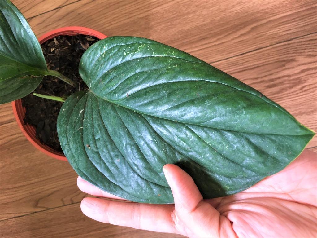 Monstera Pinnatipartita Juvenile Form Gardening Flowers Plants On Carousell