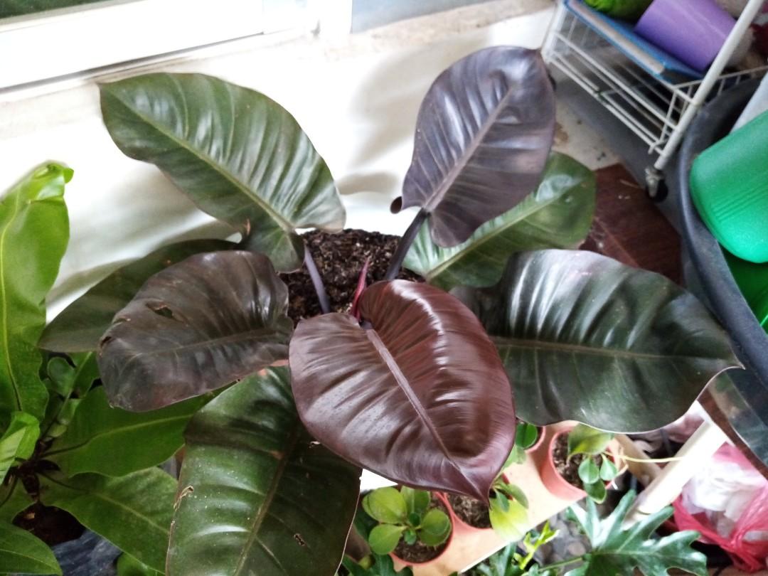 Philodendron Black Cardinal Gardening Flowers Plants On Carousell
