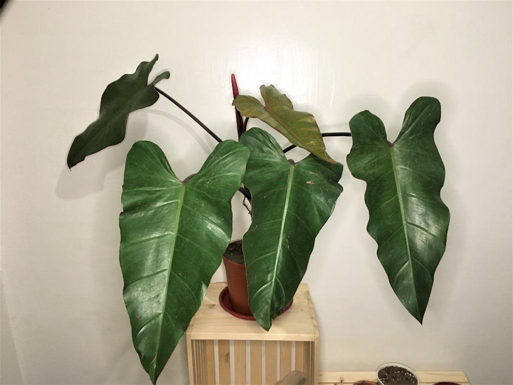 Philodendron Dark Lord Gardening Flowers Plants On Carousell