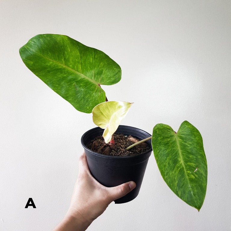 Philodendron Painted Lady Price
