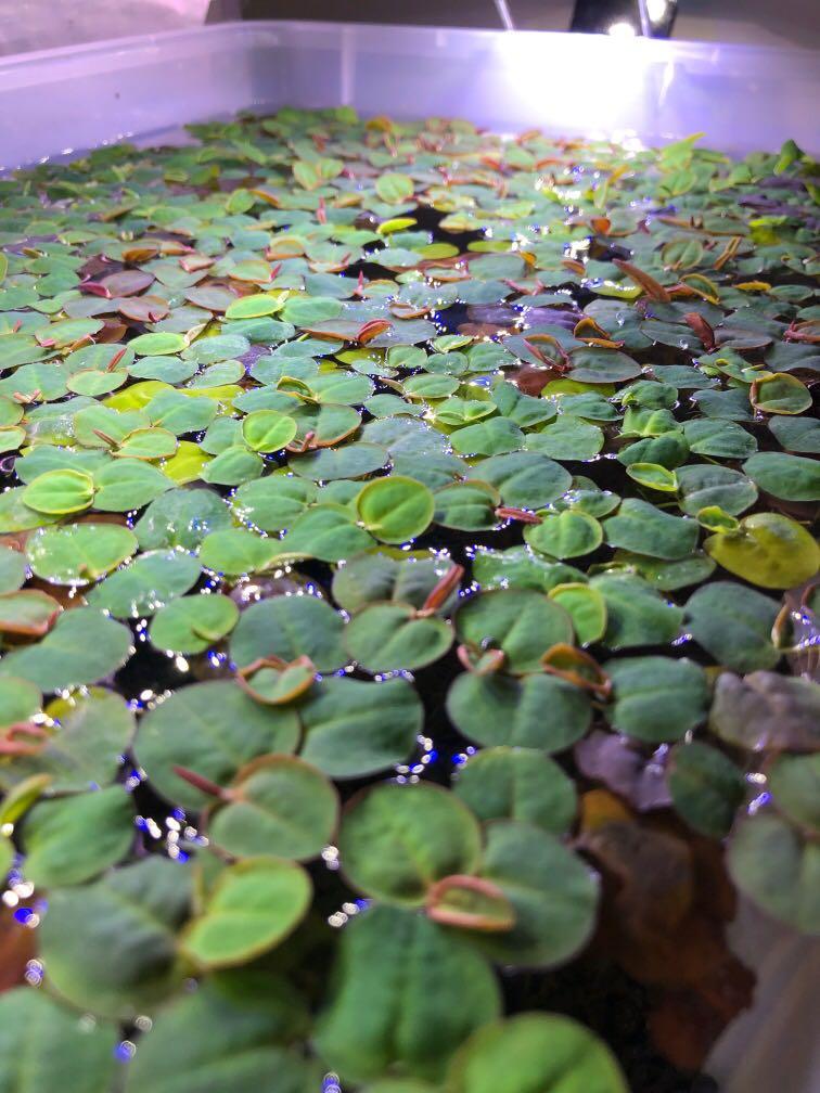 Red root floaters (Category: Plants & Seeds) located in Singapore. Submitted by cheesecream (Listing ID 1033761821, Image 2). Description: One palm size $1.50 Red root floaters provides natural cover for shrimp, skittish fish and even fry as well as another source of natural water filtration as the roots help absorb excess nutrients in the water column rather quickly..