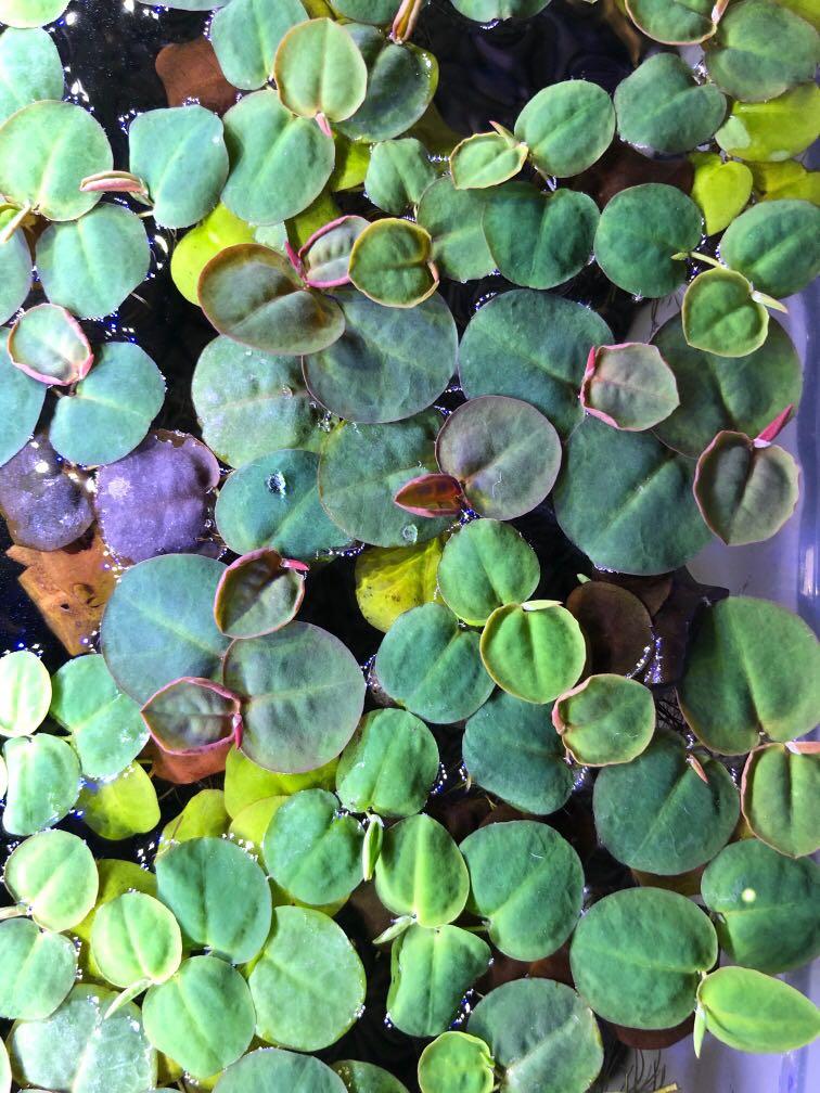 Red root floaters (Category: Plants & Seeds) located in Singapore. Submitted by cheesecream (Listing ID 1033761821, Image 3). Description: One palm size $1.50 Red root floaters provides natural cover for shrimp, skittish fish and even fry as well as another source of natural water filtration as the roots help absorb excess nutrients in the water column rather quickly..