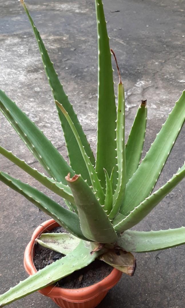 💰SALE HURRY!📣 *Aloe Vera plant*(LARGE), Furniture & Home Living
