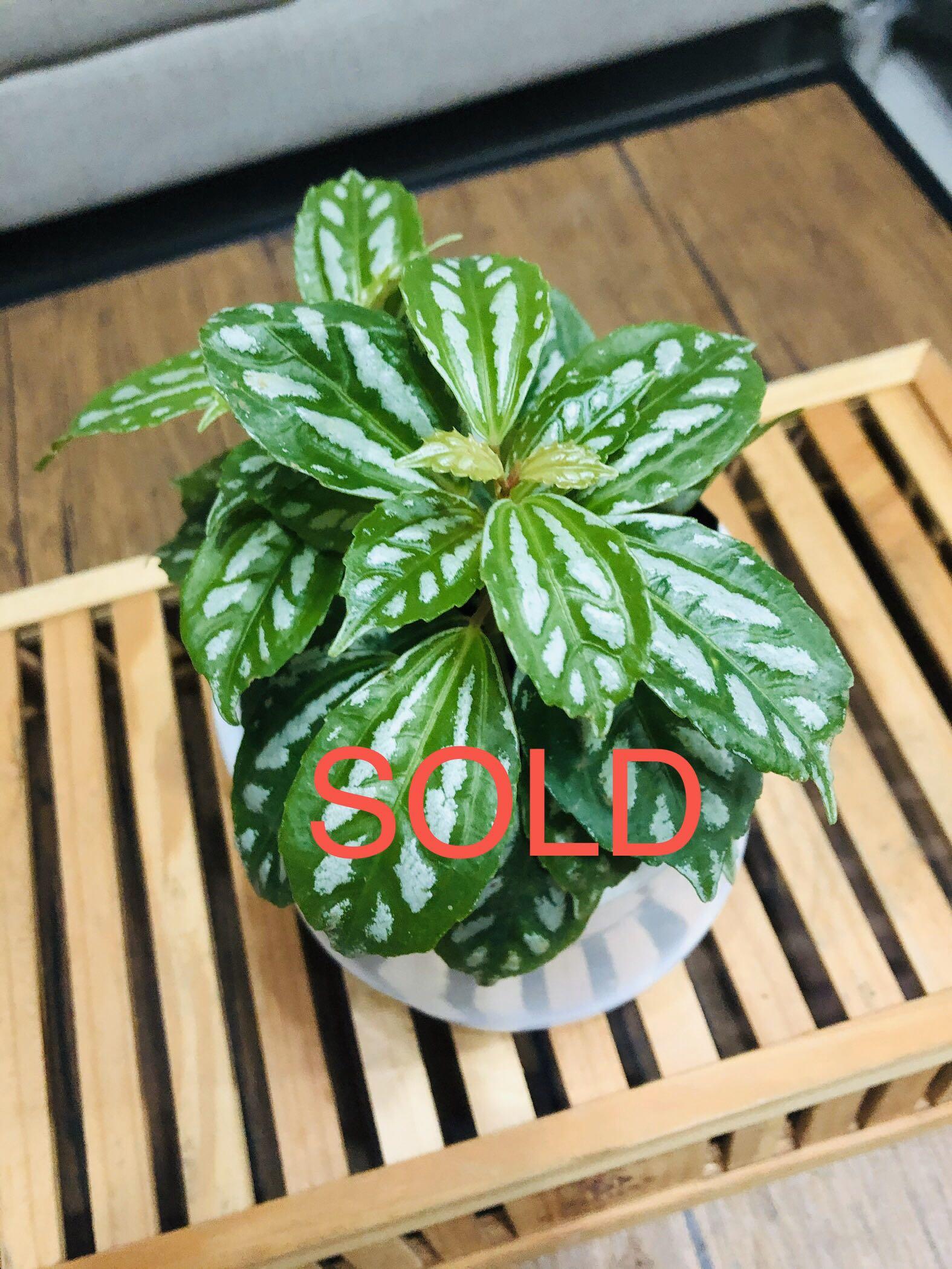Silver Watermelon Plant Pilea Cadierei Plant Gardening Flowers Plants On Carousell